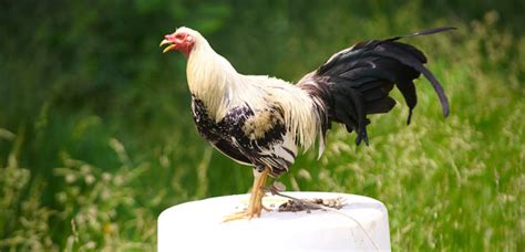 how to lock genes in gamefowl|Gamefowl Breeding 101: How to Succeed in Breeding Fighting Chickens.